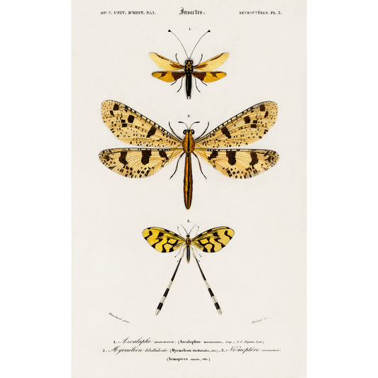 Collection of Insects Illustration - Giclee Art Print Poster