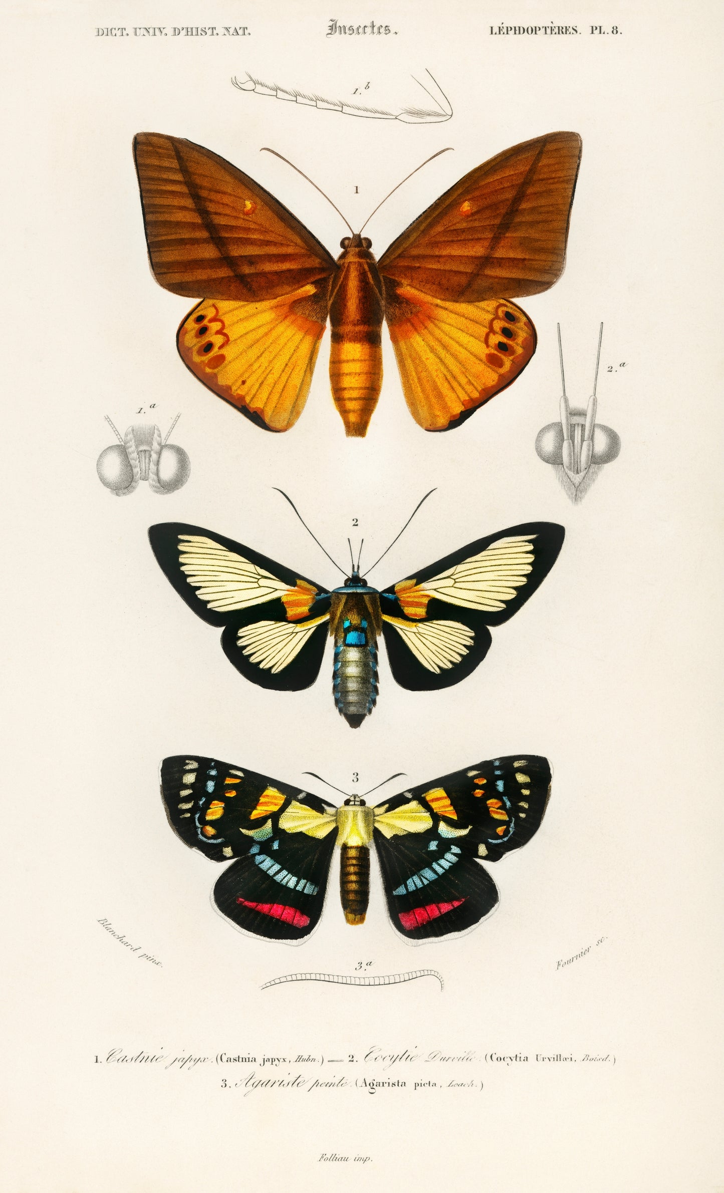 Collection of Moths Illustration - Giclee Art Print Poster