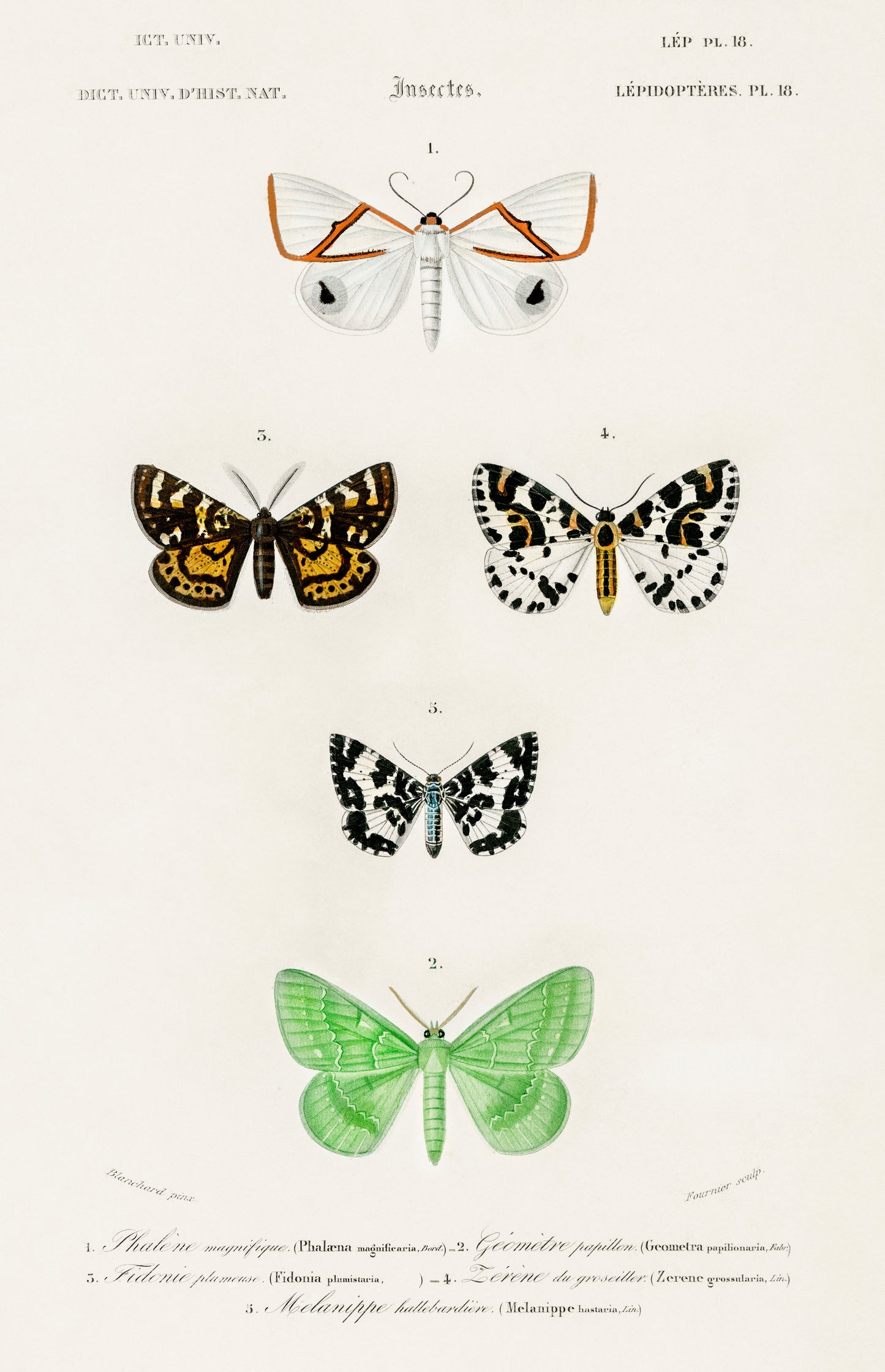 Collection of Moths Illustration - Giclee Art Print Poster