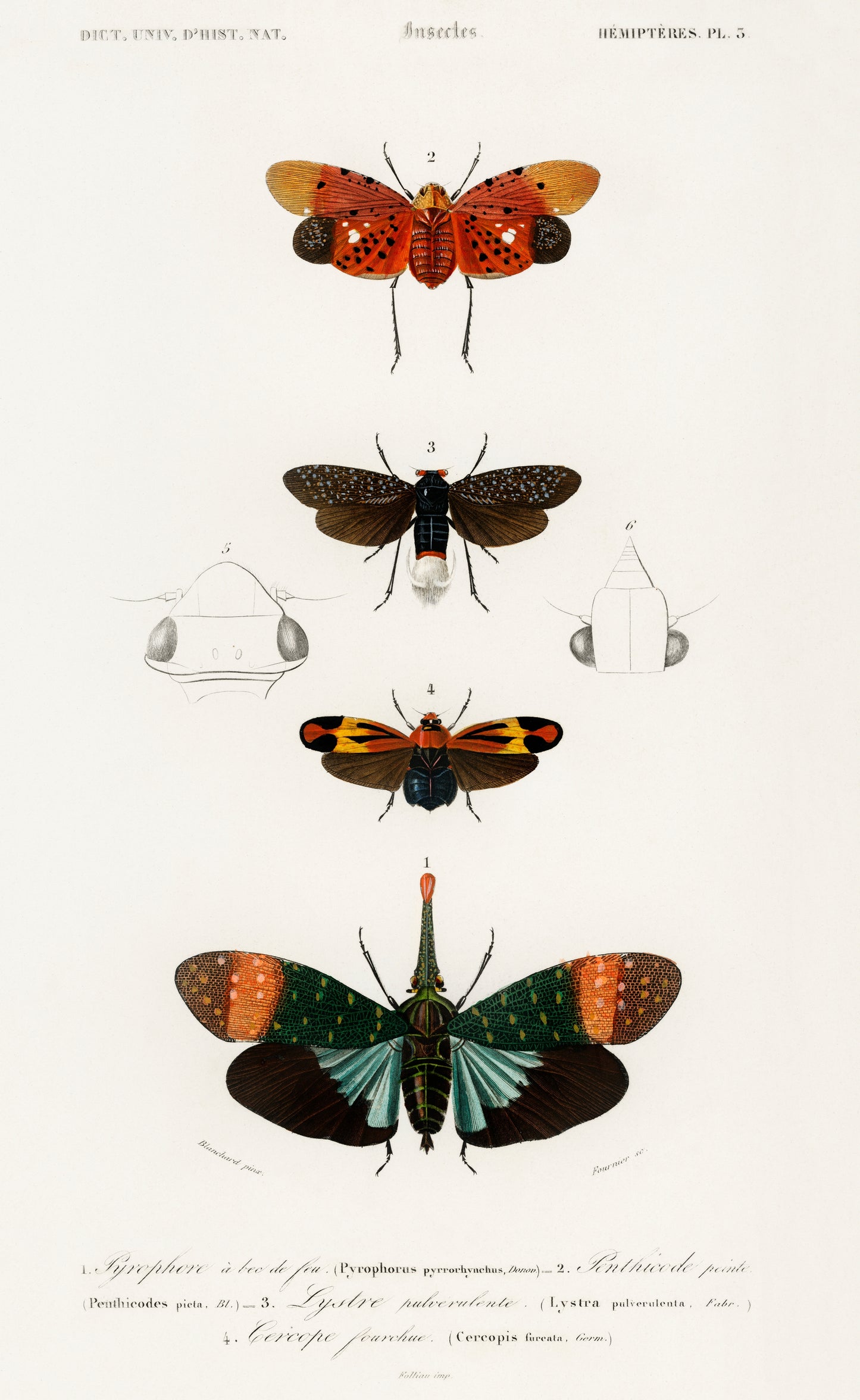 Collection of Moths Illustration - Giclee Art Print Poster