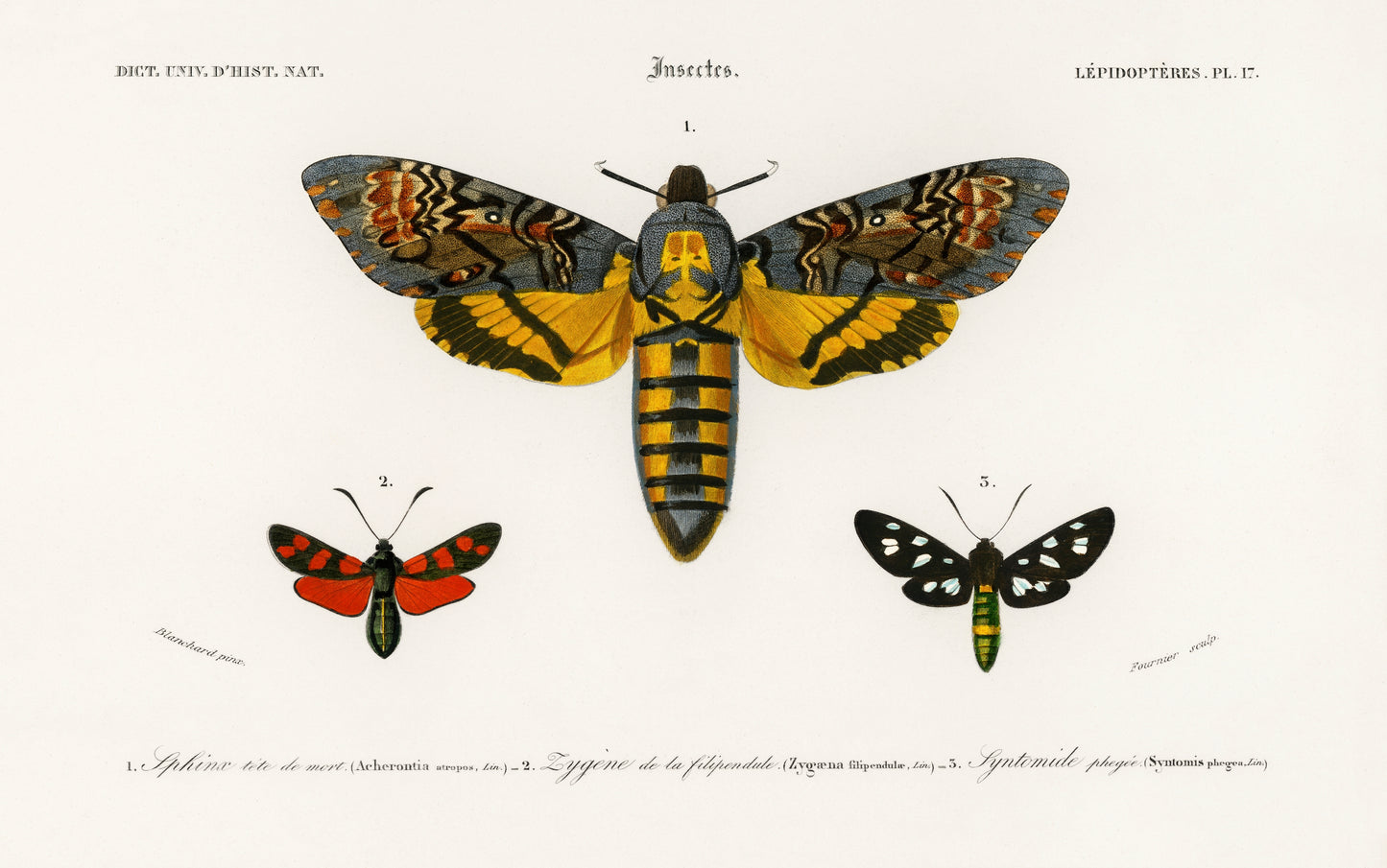 Collection of Moths Illustration - Giclee Art Print Poster