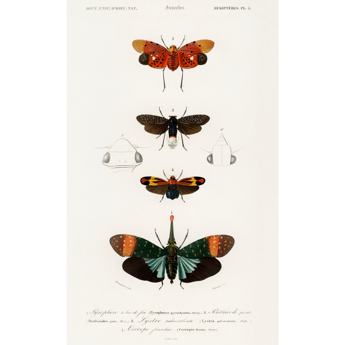 Collection of Moths Illustration - Giclee Art Print Poster