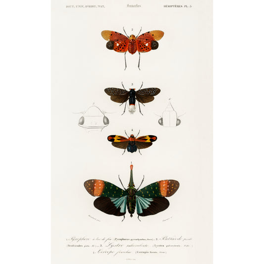 Collection of Moths Illustration - Giclee Art Print Poster