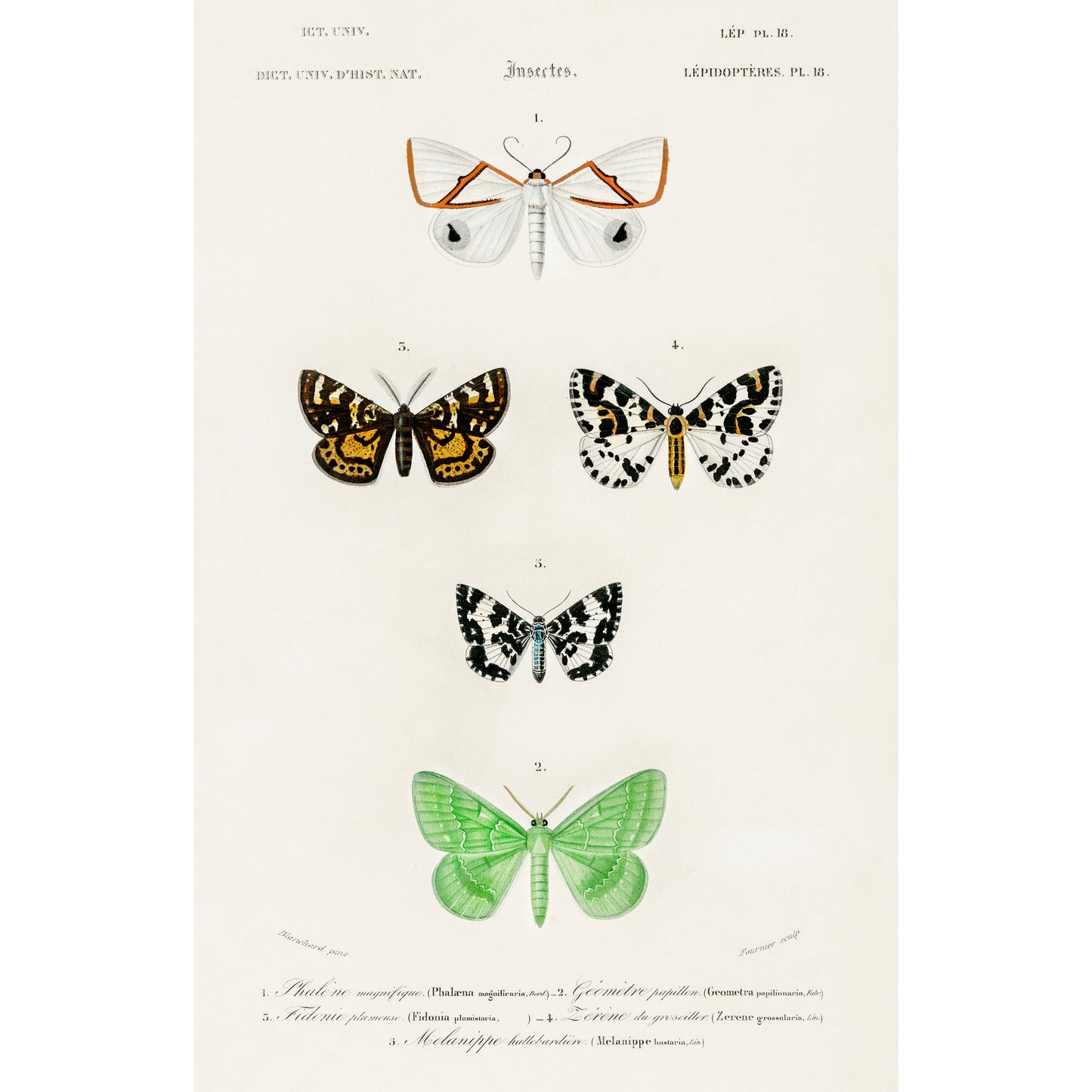 Collection of Moths Illustration - Giclee Art Print Poster