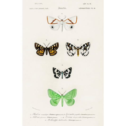 Collection of Moths Illustration - Giclee Art Print Poster