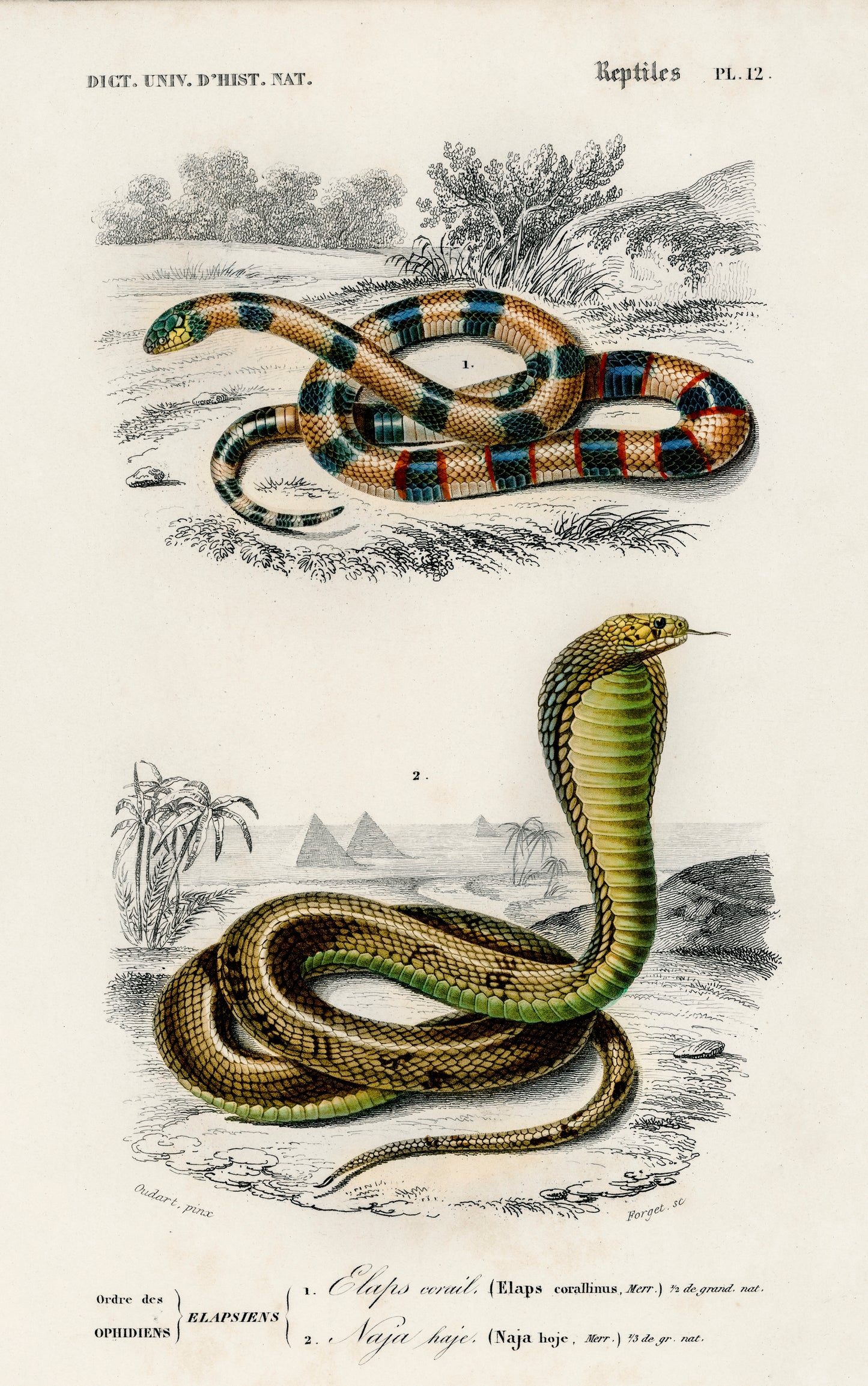 Coral Snake (Elaps Corallinus) and Egyptian Cobra (Naja Hoje) Illustration - Giclee Art Print Poster