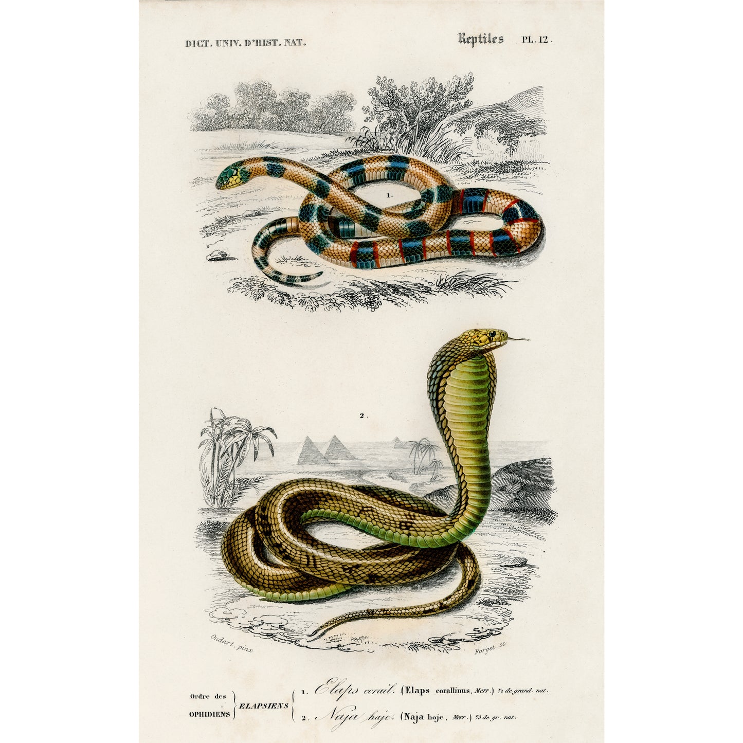 Coral Snake (Elaps Corallinus) and Egyptian Cobra (Naja Hoje) Illustration - Giclee Art Print Poster