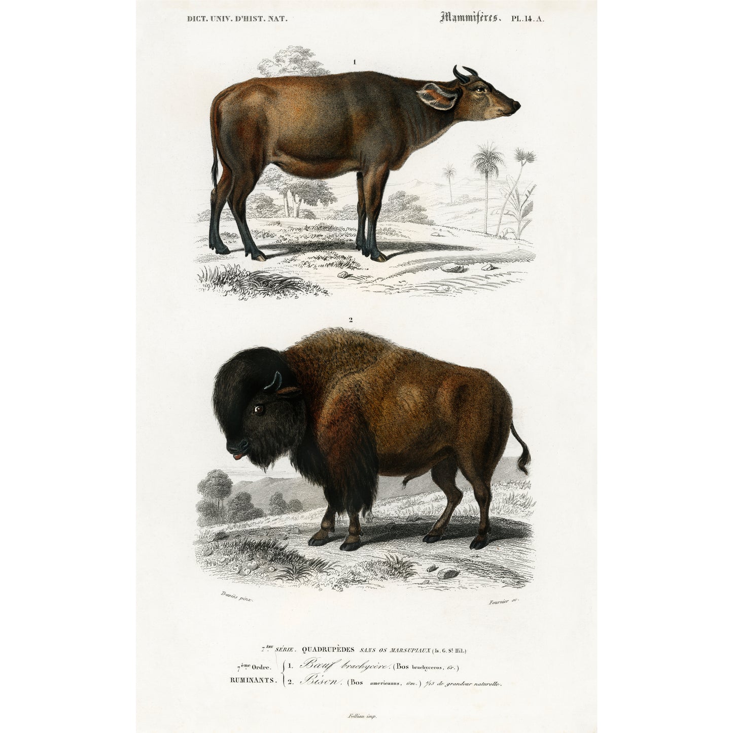 Cow (Bos Brachyceros) and Bison (Bos Americanus) Illustration - Giclee Art Print Poster