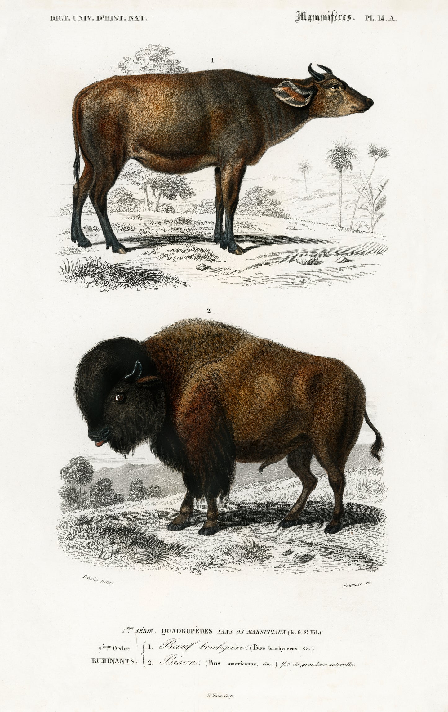 Cow (Bos Brachyceros) and Bison (Bos Americanus) Illustration - Giclee Art Print Poster