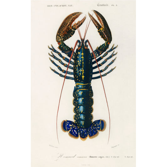 Crimson Crawfish (Palemon Ornatum) Illustration - Giclee Art Print Poster