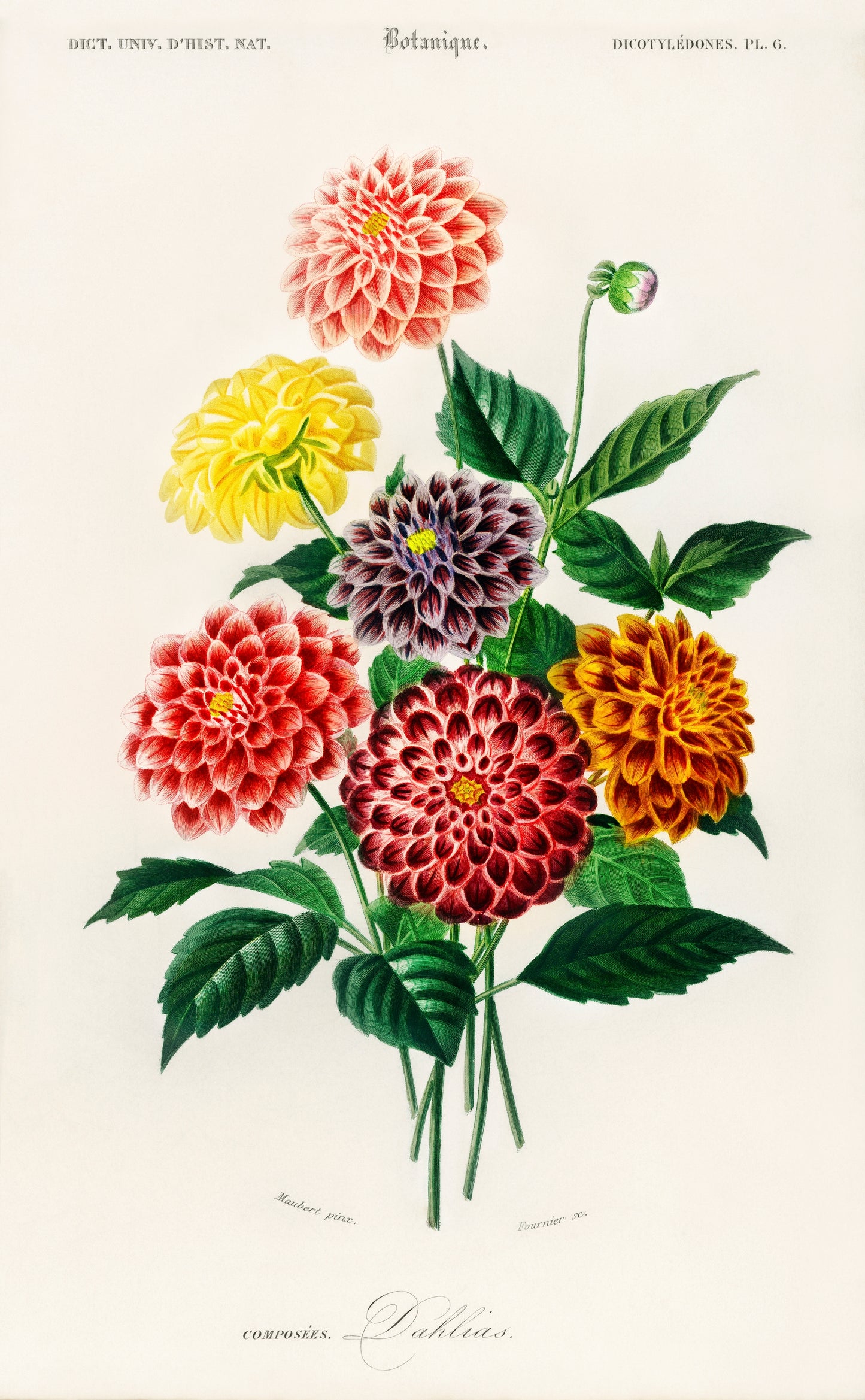 Dahlia Illustration - Giclee Art Print Poster