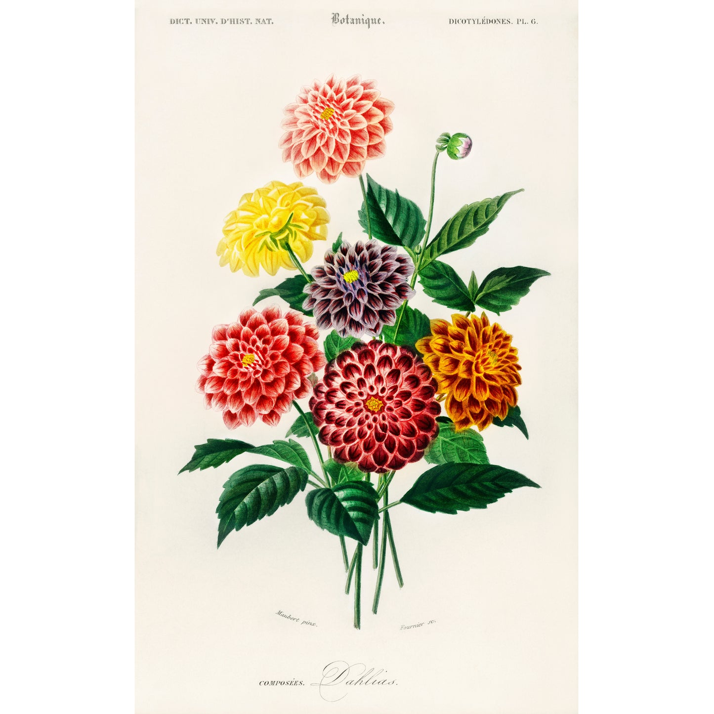 Dahlia Illustration - Giclee Art Print Poster