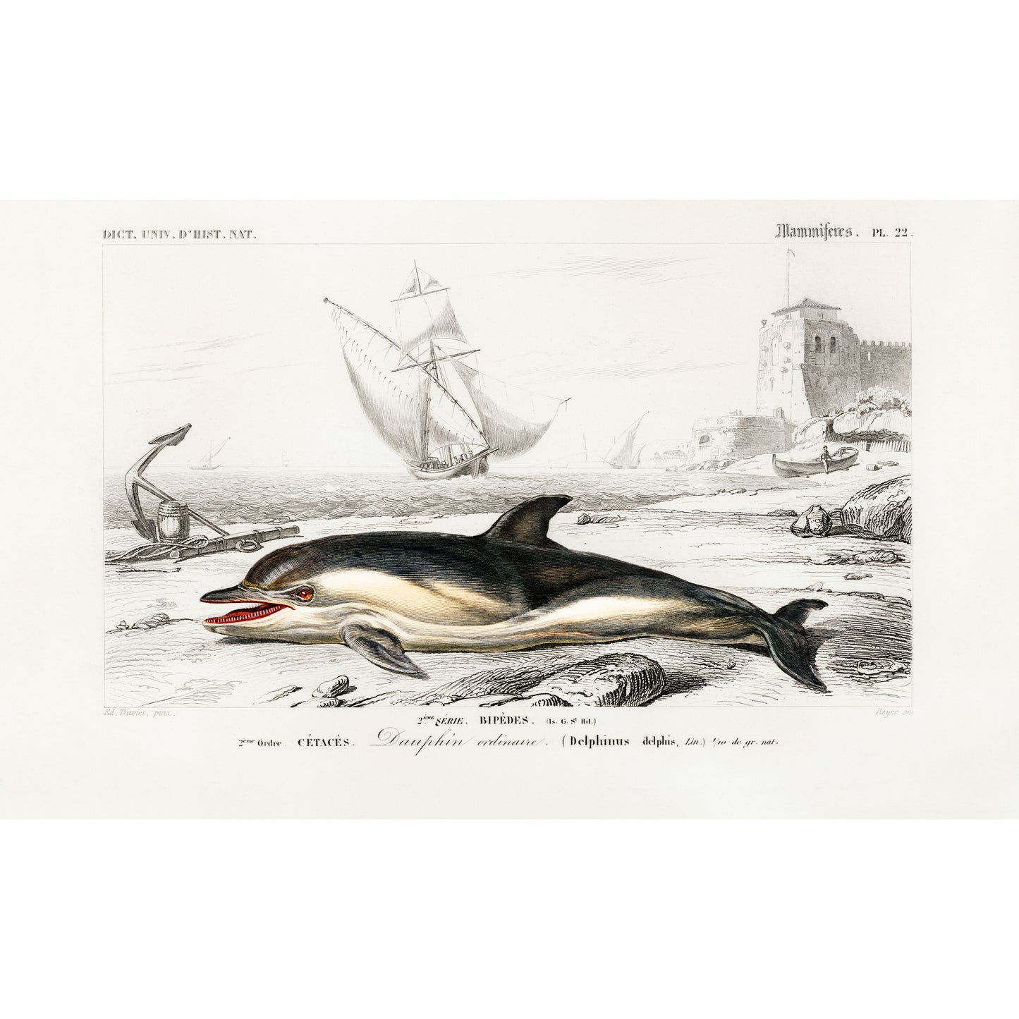 Delphinus Delphis Illustration - Giclee Art Print Poster