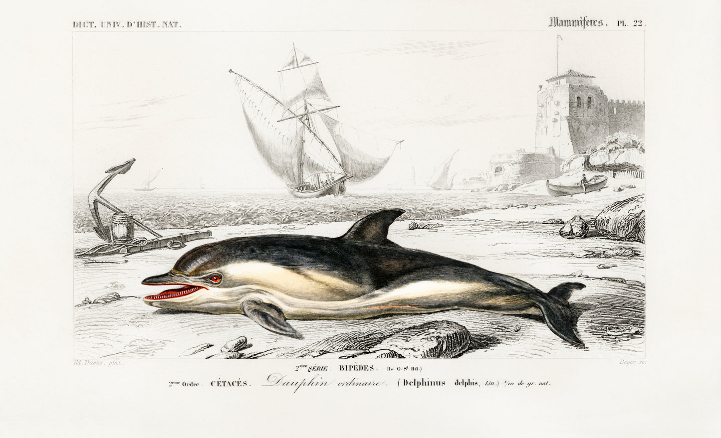 Delphinus Delphis Illustration - Giclee Art Print Poster