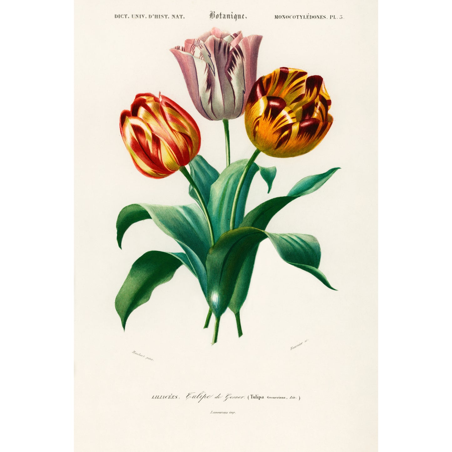 Didier's Tulip (Tulipa Gesneriana) Illustration - Giclee Art Print Poster