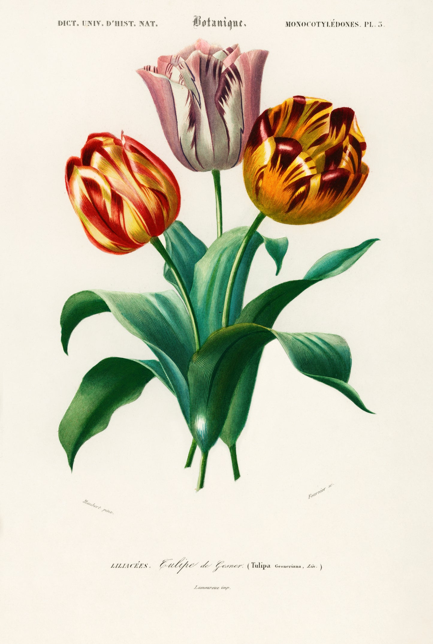 Didier's Tulip (Tulipa Gesneriana) Illustration - Giclee Art Print Poster