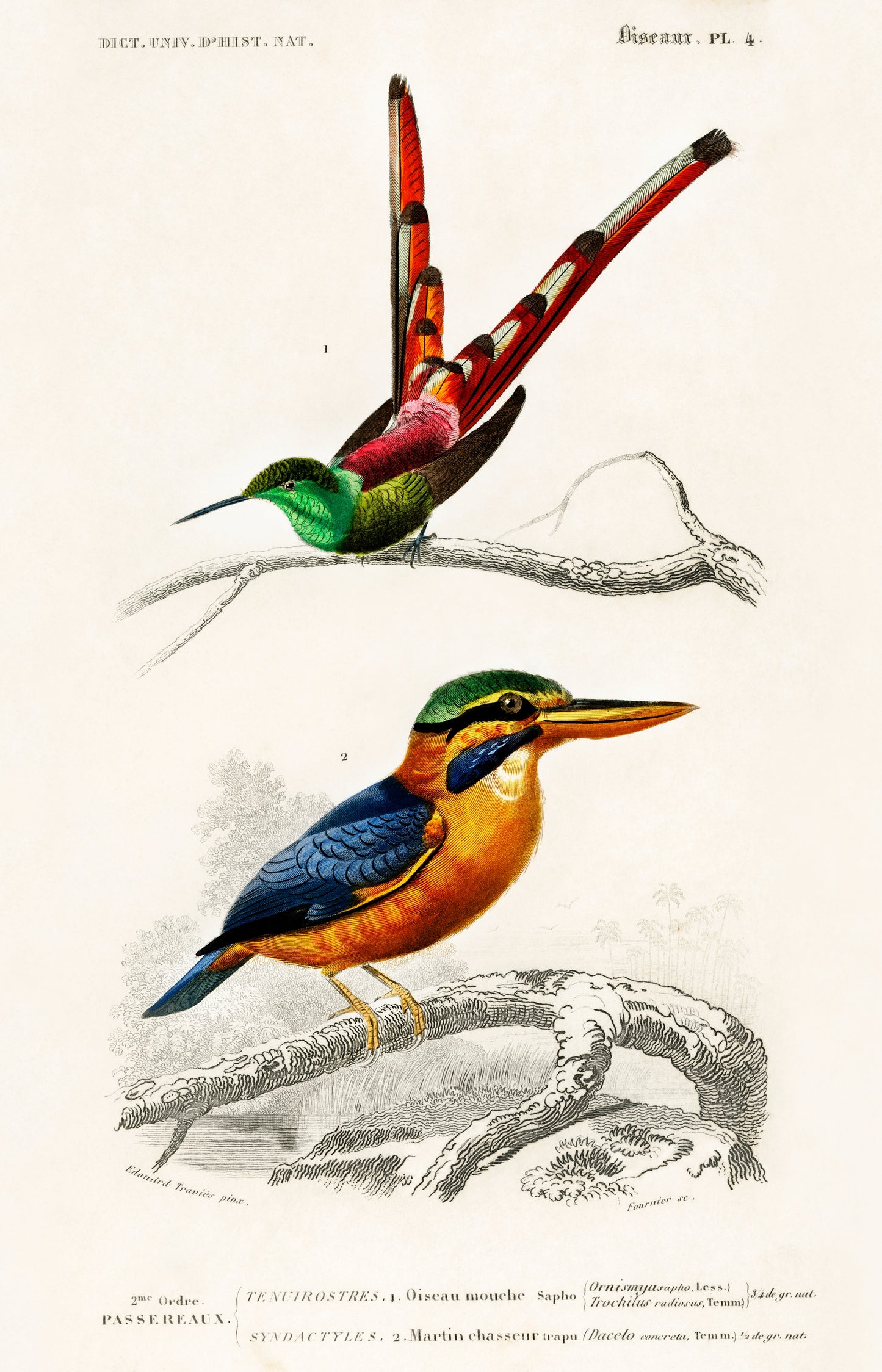 Different Types of Birds Illustration - Giclee Art Print Poster