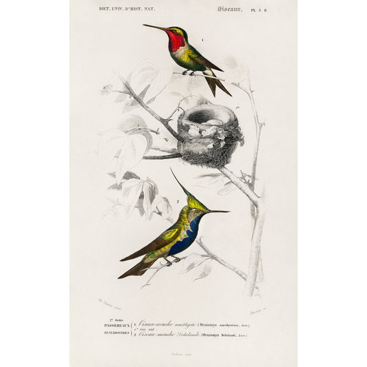 Different Types of Birds Illustration - Giclee Art Print Poster