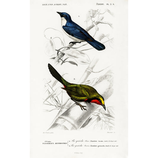 Different Types of Birds Illustration - Giclee Art Print Poster