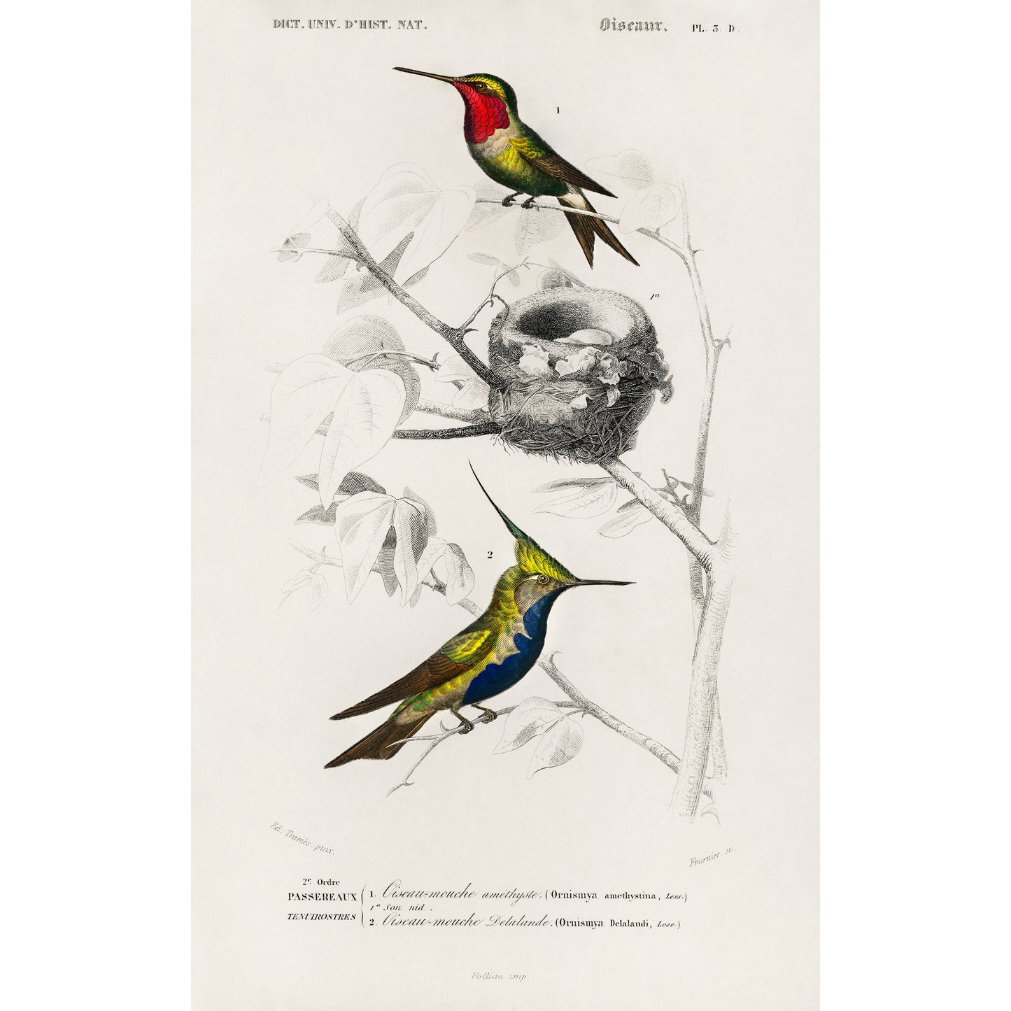 Different Types of Birds Illustration - Giclee Art Print Poster
