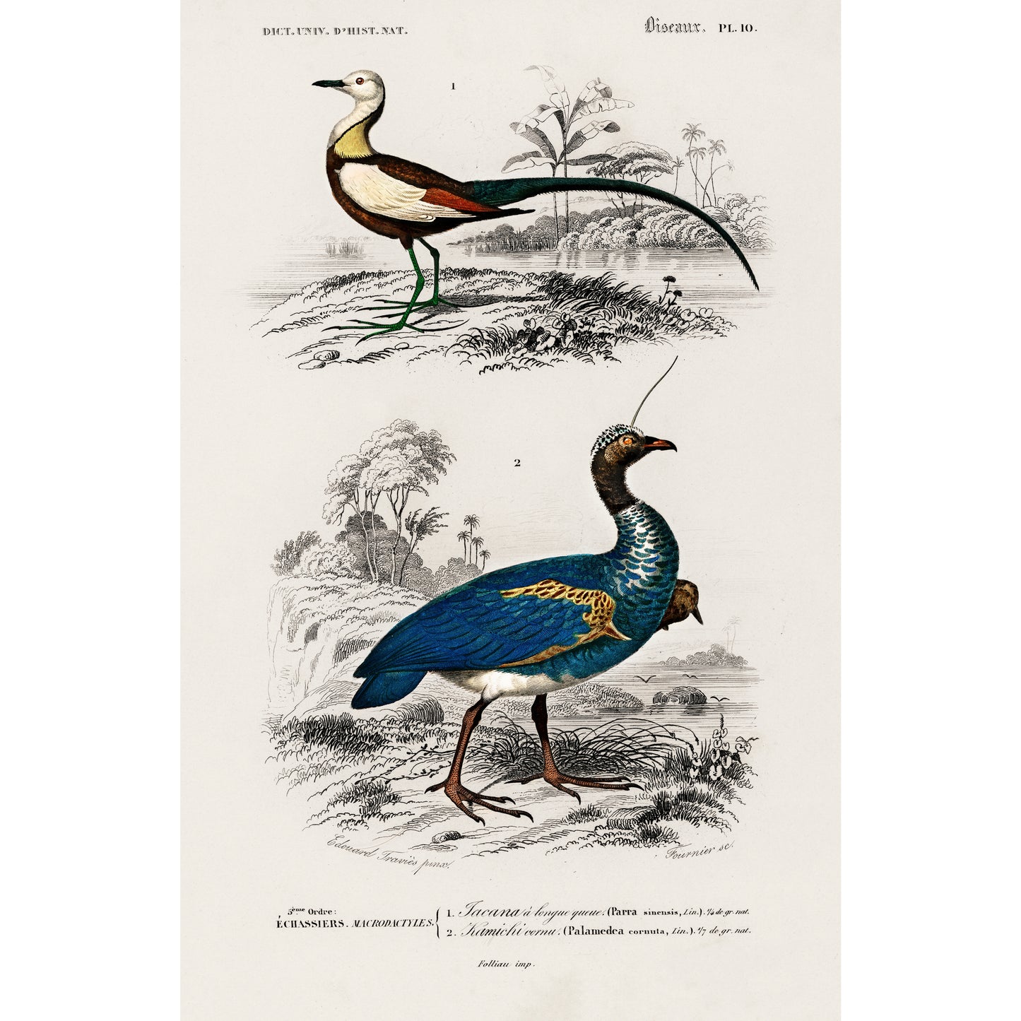 Different Types of Birds Illustration - Giclee Art Print Poster