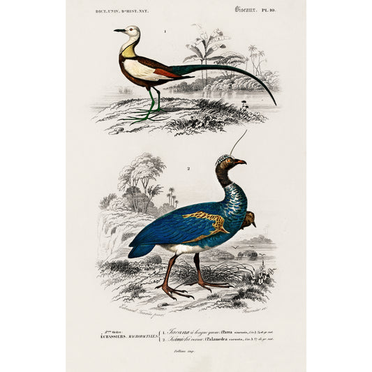 Different Types of Birds Illustration - Giclee Art Print Poster