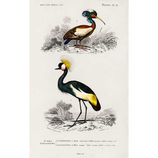 Different Types of Birds Illustration - Giclee Art Print Poster