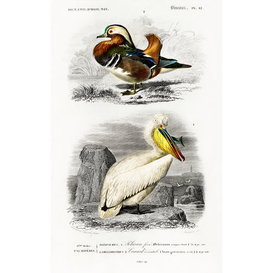 Different Types of Birds Illustration - Giclee Art Print Poster