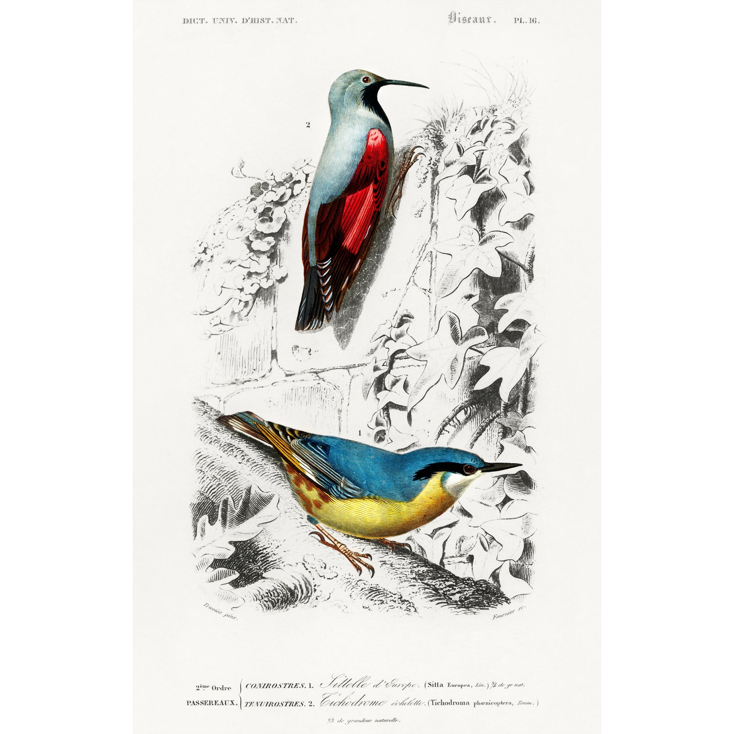 Different Types of Birds Illustration - Giclee Art Print Poster
