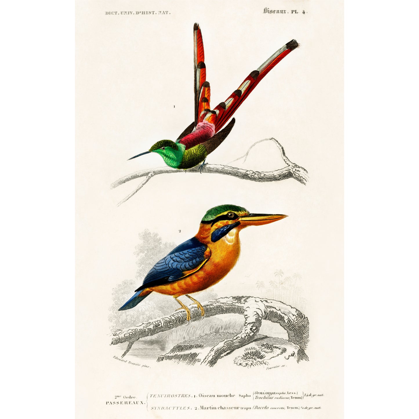 Different Types of Birds Illustration - Giclee Art Print Poster