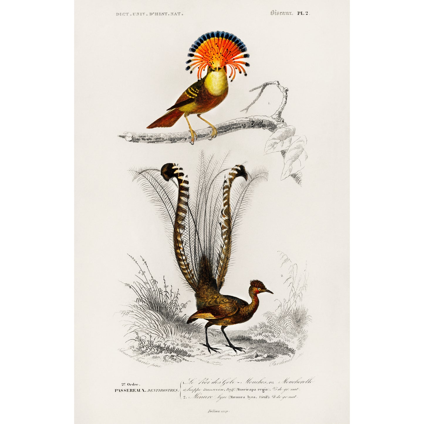 Different Types of Birds Illustration - Giclee Art Print Poster