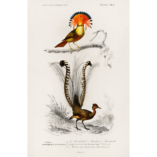Different Types of Birds Illustration - Giclee Art Print Poster