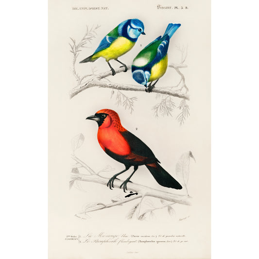 Different Types of Birds Illustration - Giclee Art Print Poster