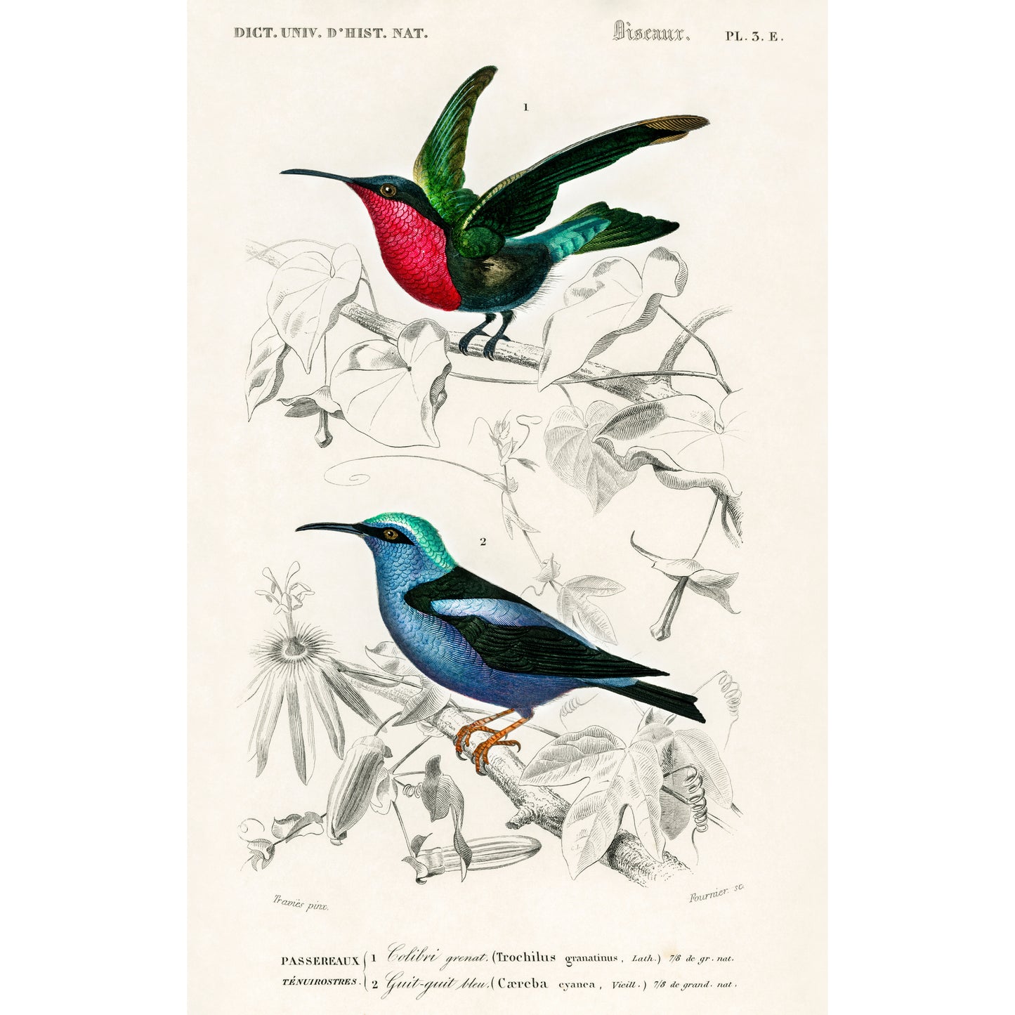 Different Types of Birds Illustration - Giclee Art Print Poster