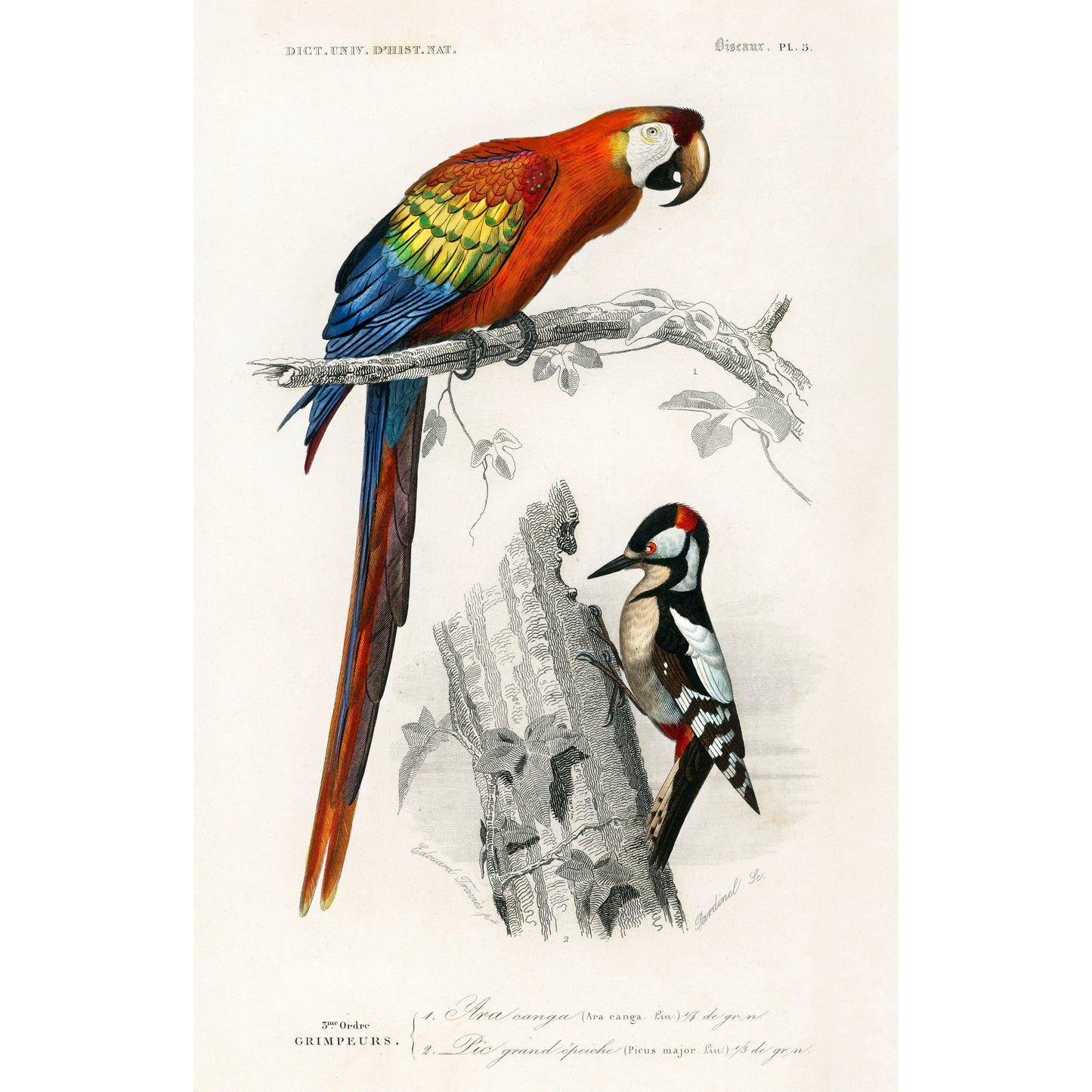 Different Types of Birds Illustration - Giclee Art Print Poster
