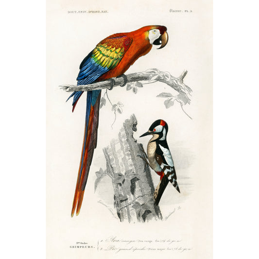 Different Types of Birds Illustration - Giclee Art Print Poster
