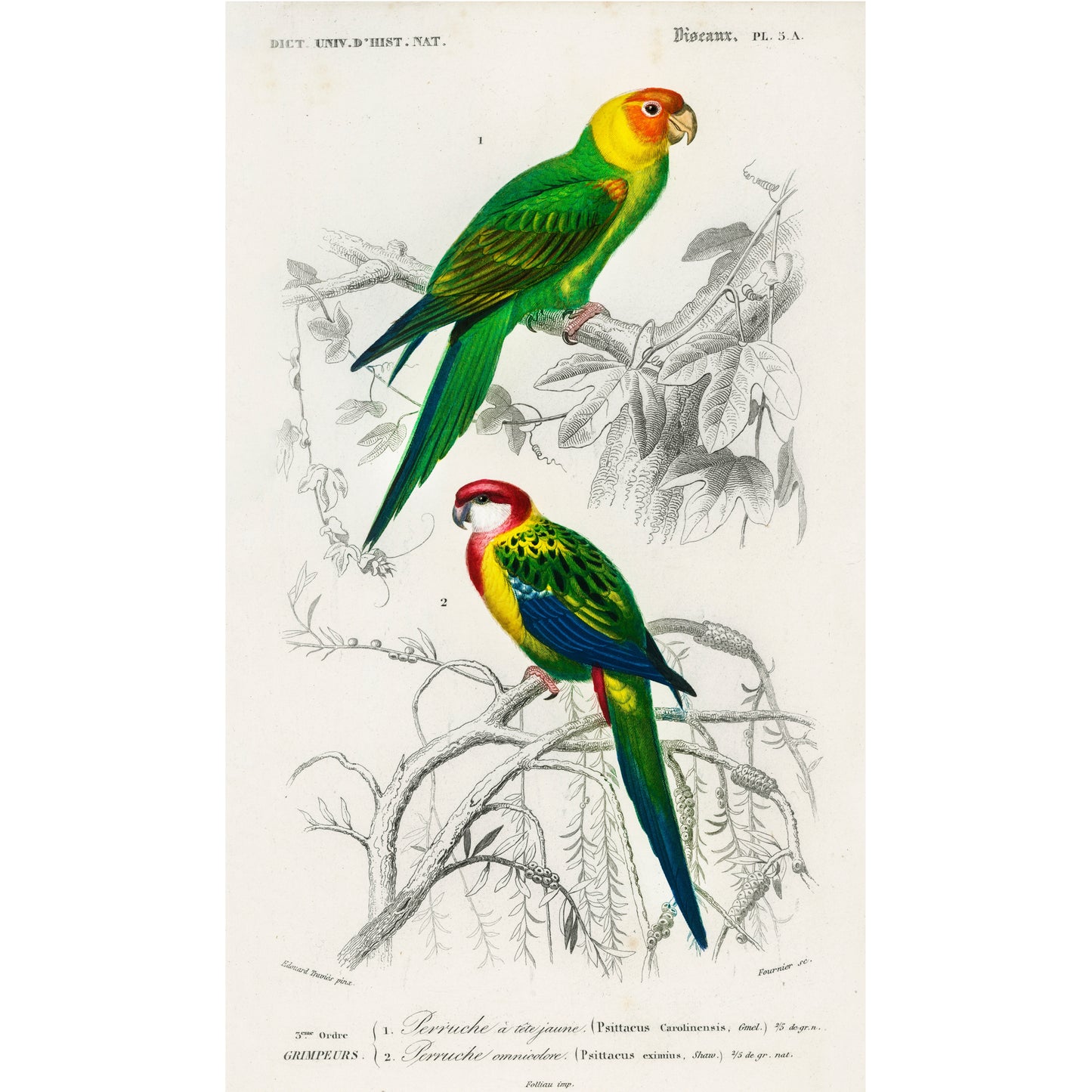 Different Types of Birds Illustration - Giclee Art Print Poster