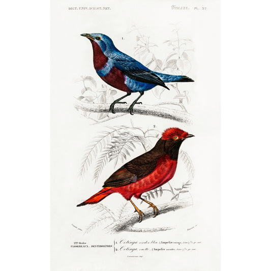 Different Types of Birds Illustration - Giclee Art Print Poster