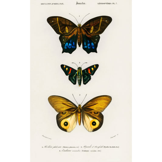 Different Types of Butterfly Illustration - Giclee Art Print Poster