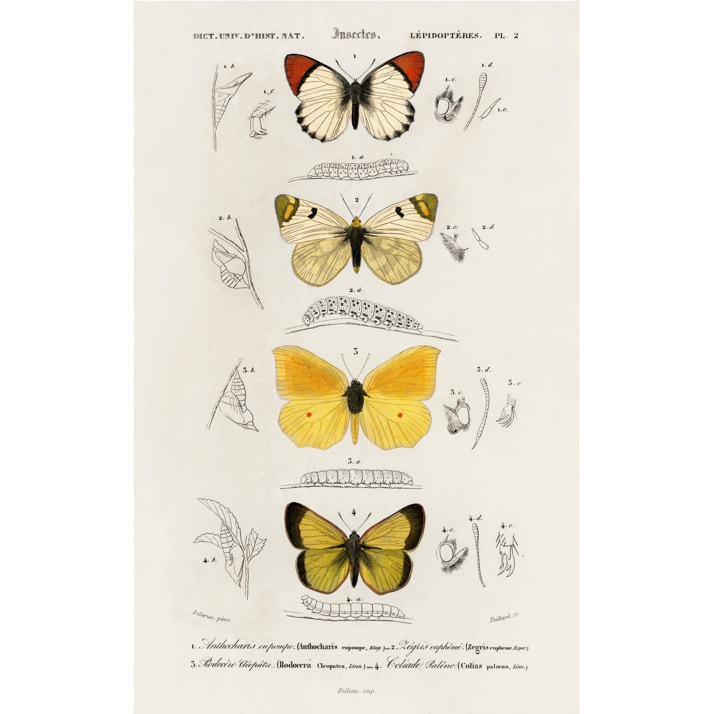 Different Types of Butterfly Illustration - Giclee Art Print Poster