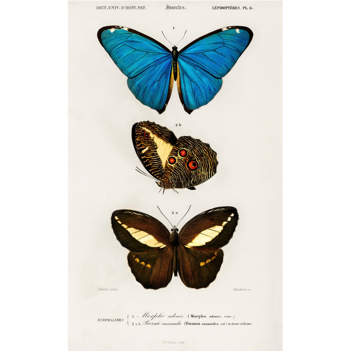 Different Types of Butterfly Illustration - Giclee Art Print Poster
