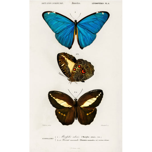 Different Types of Butterfly Illustration - Giclee Art Print Poster