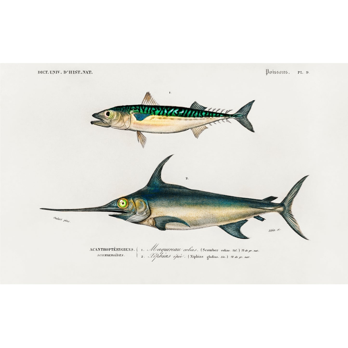 Different Types of Fishes Illustration - Giclee Art Print Poster