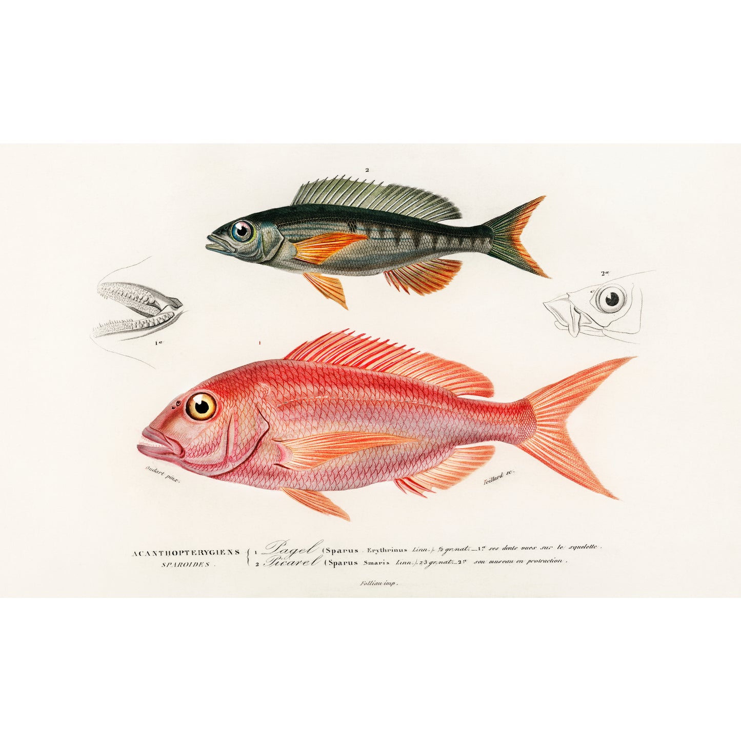 Different Types of Fishes Illustration - Giclee Art Print Poster