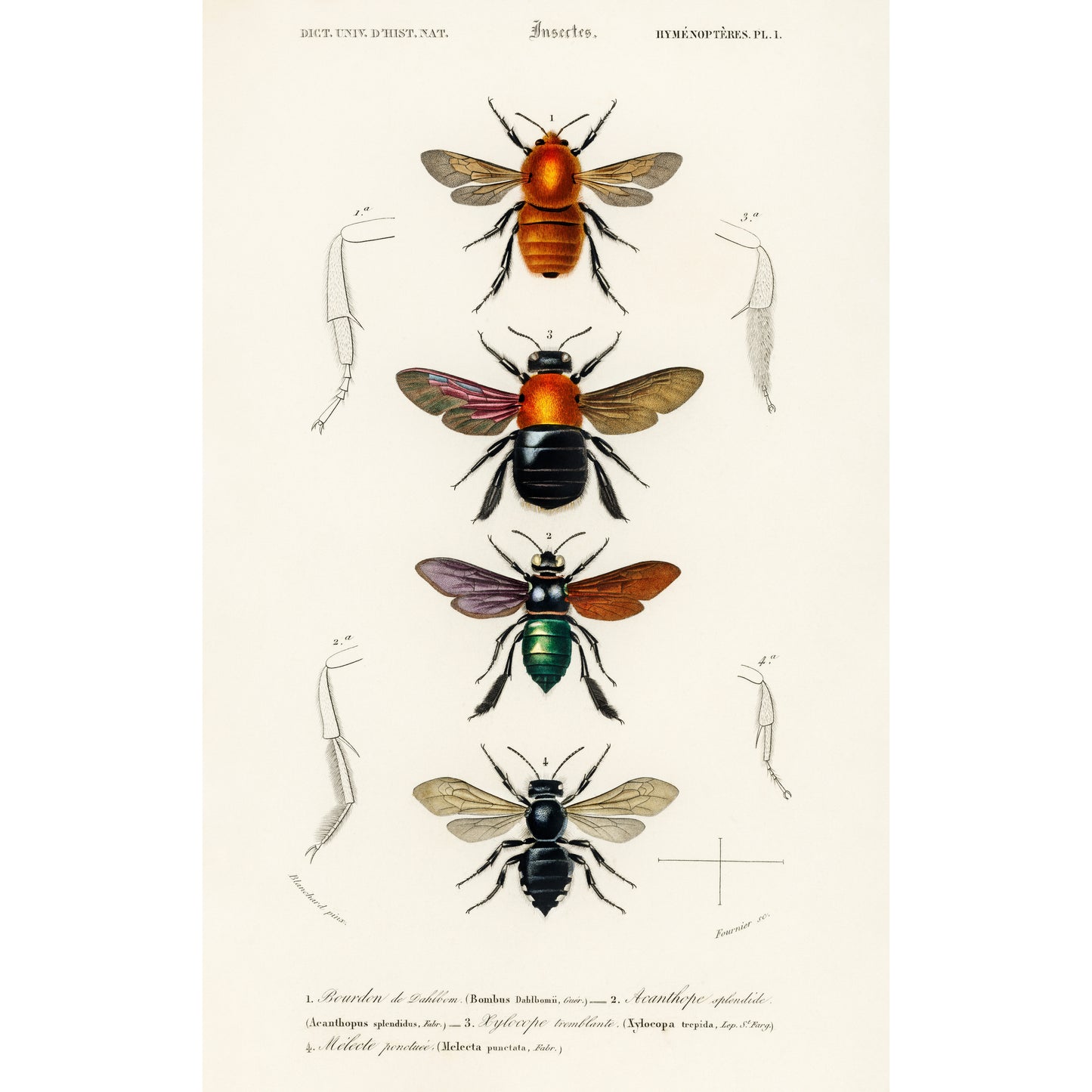 Different Types of Insects Illustration - Giclee Art Print Poster
