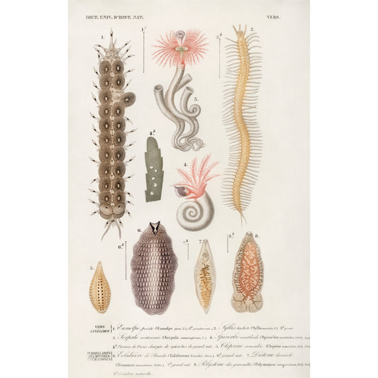 Different Types of Marine Life Illustration - Giclee Art Print Poster