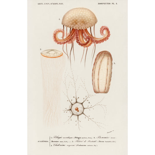 Different Types of Marine Life Illustration - Giclee Art Print Poster