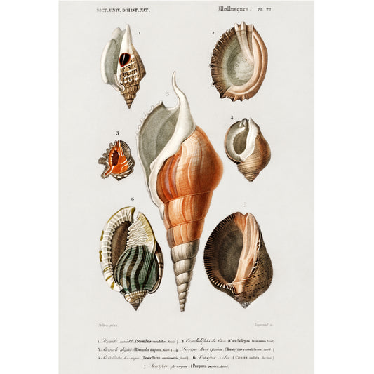 Different Types of Mollusks Illustration - Giclee Art Print Poster