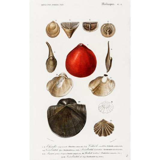 Different Types of Mollusks Illustration - Giclee Art Print Poster