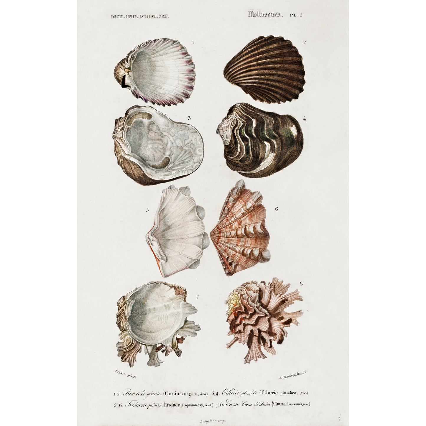 Different Types of Mollusks Illustration - Giclee Art Print Poster